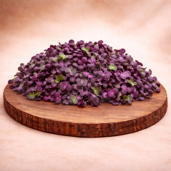 MERCEARIA DU CHEF® Radish Microgreens 30gr