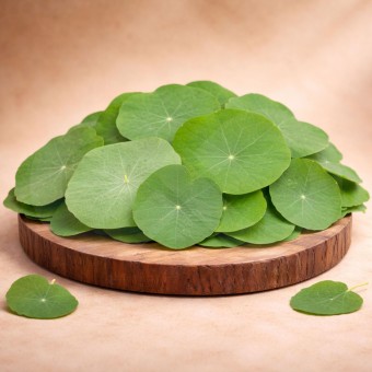 MERCEARIA DU CHEF� Mini Hoja Capuchina 50 un.